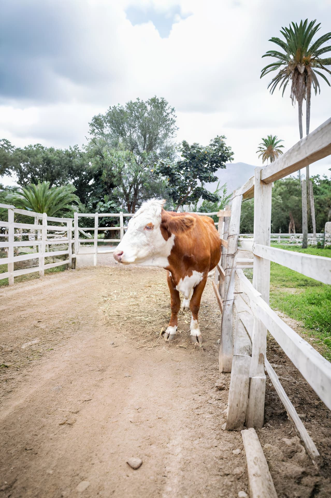 Vaca en Sisicaya Resort
