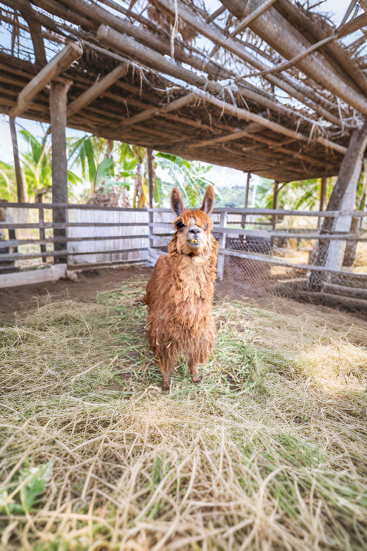 Llama en Sisicaya Resort